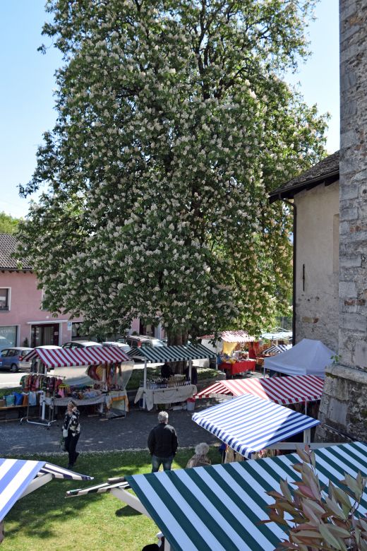 Arcegno Primavera 2017-004