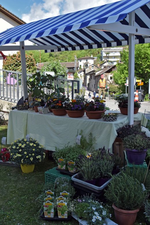 Arcegno Primavera 2017-006